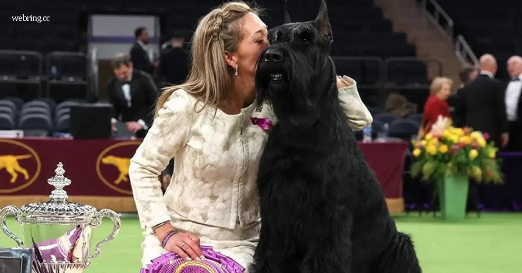 Giant สุนัขพันธุ์ชเนาเซอร์ยักษ์ คว้ารางวัล Best in Show ซึ่งเป็นหนึ่งในงานประกวดสุนัขที่เก่าแก่และทรงเกียรติที่สุดในโลก ได้ประกาศผลผู้